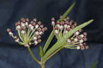 Longleaf milkweed